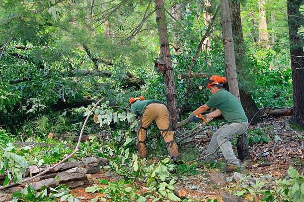 Best Hazardous Tree Removal  in Waukomis, OK